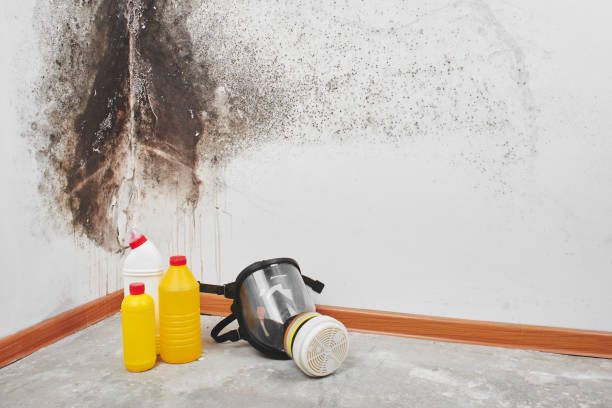 Professional Mold Remediation in Nitro, WV