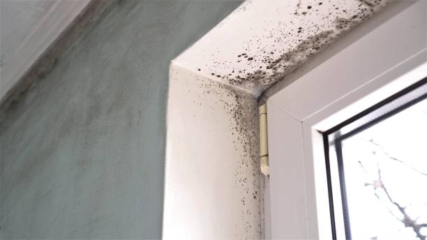 Best Mold Remediation for Specific Building Types in Nitro, WV