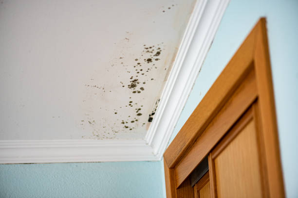 Best Insurance-Related Mold Remediation in Nitro, WV