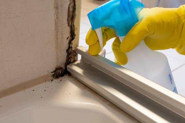 Best White Mold Remediation in Nitro, WV