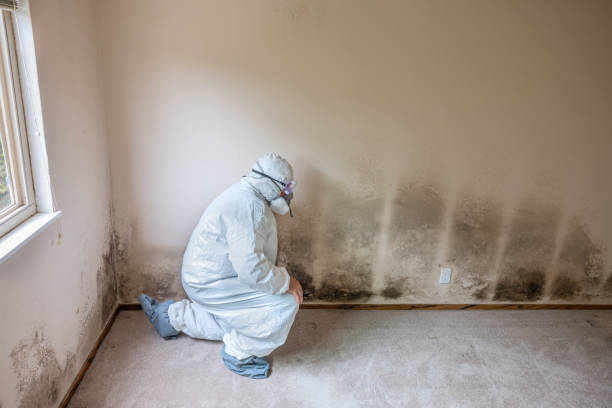 Best Mold Testing and Inspection Services in Nitro, WV