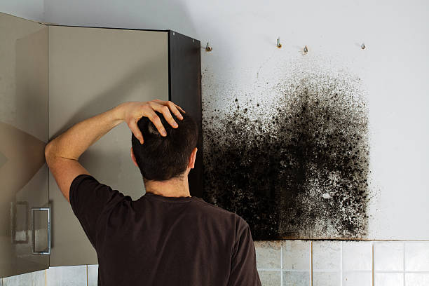Best Basement Mold Remediation in Nitro, WV