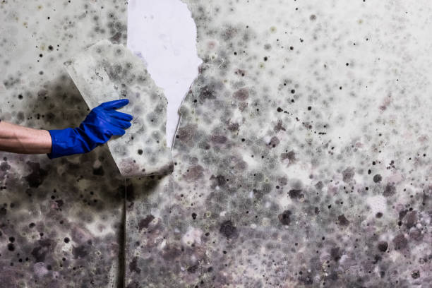  Nitro, WV Mold Removal Pros